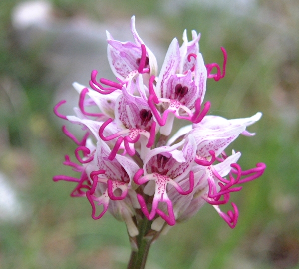 Orchis simia